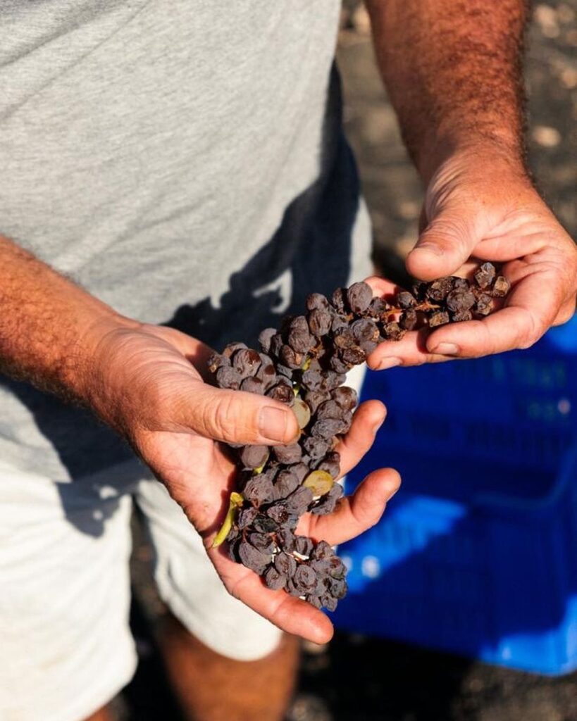 Imagen manos sosteniendo uvas